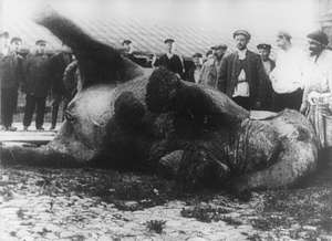 Elefant beim Aufstehen