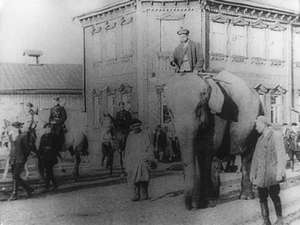 Der Elefant geht durch die Stadt