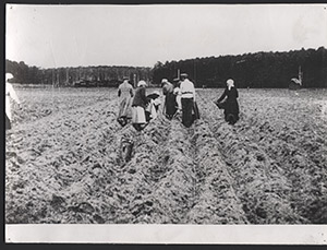 Intelligencija bei der Kohlernte